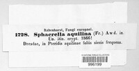 Mycosphaerella aquilina image
